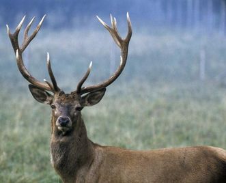 Hirsch mit zwölfendigem Geweih